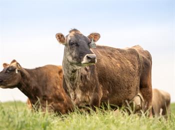 Livestock_Web Livestock_Web