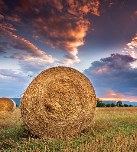 Pasture Fire